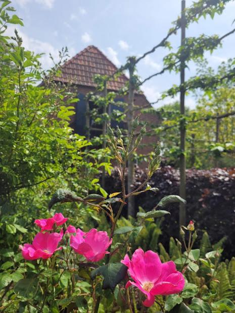 Studio Nok Bij Den Bosch Den Dungen Eksteriør billede